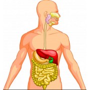 Заболевания желудочно-кишечного тракта